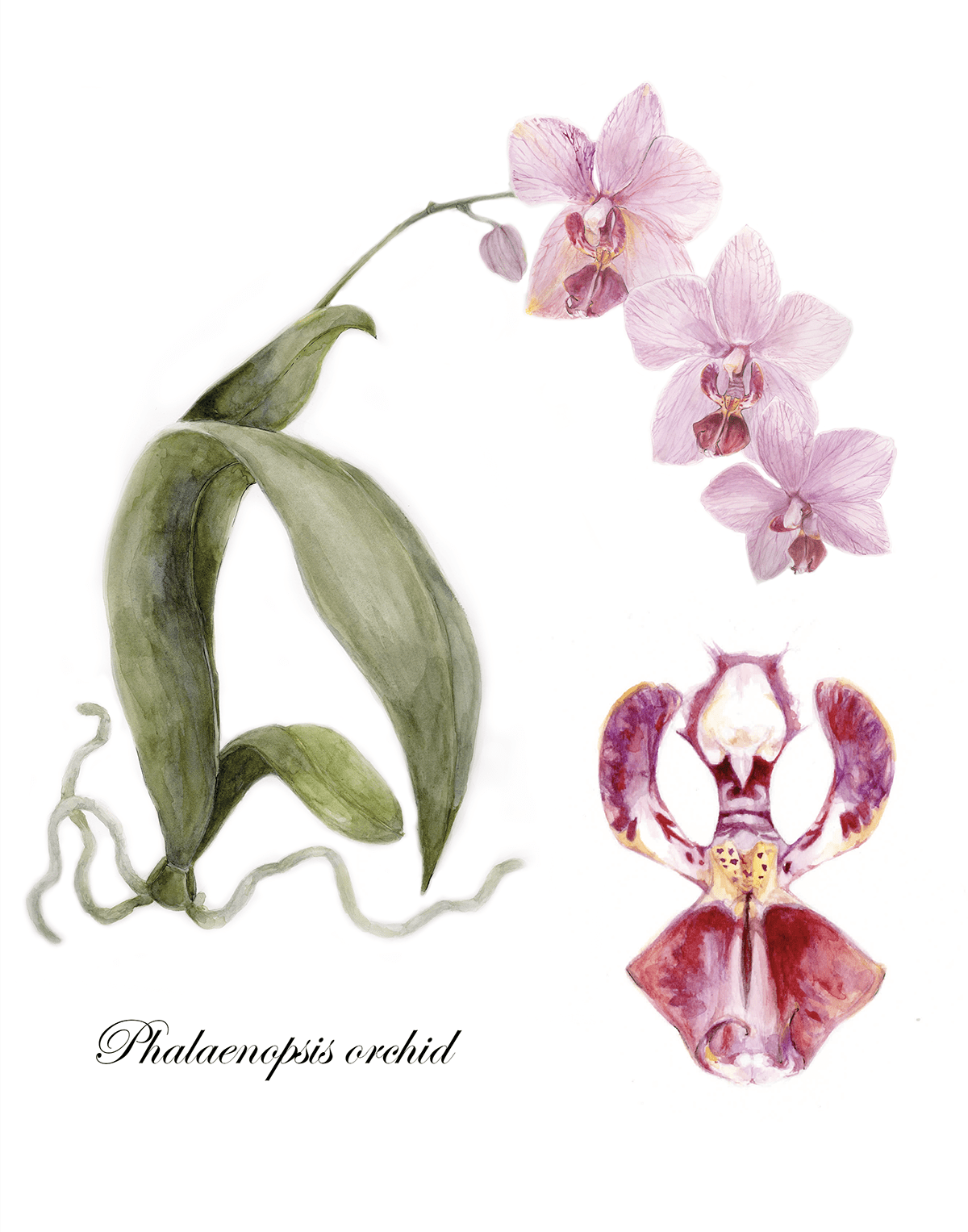 Squid dissection watercolor digital painting bone femur Orif jessica foley tooth orchid Phaleonopsis