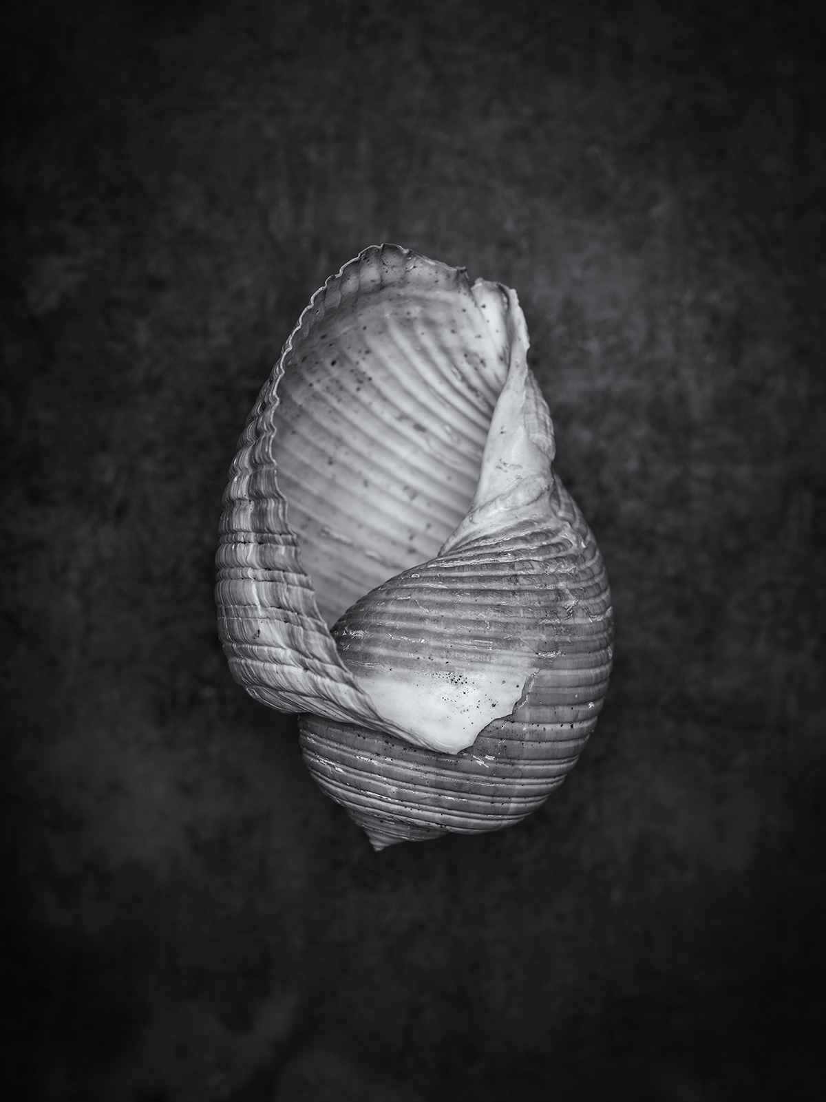 b&w bones fine art photography fish memento mori shell skull snail still life