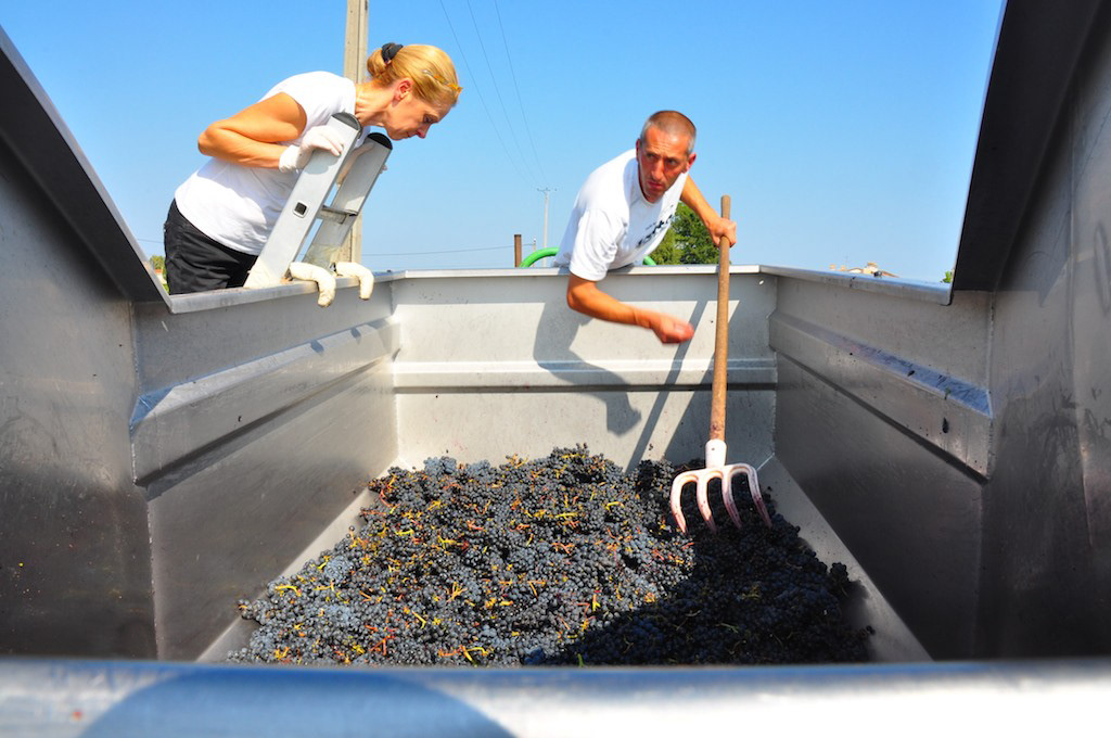 wine Bordeaux Pomerol Nikon flip iMovie france harvest Merlot video podcast