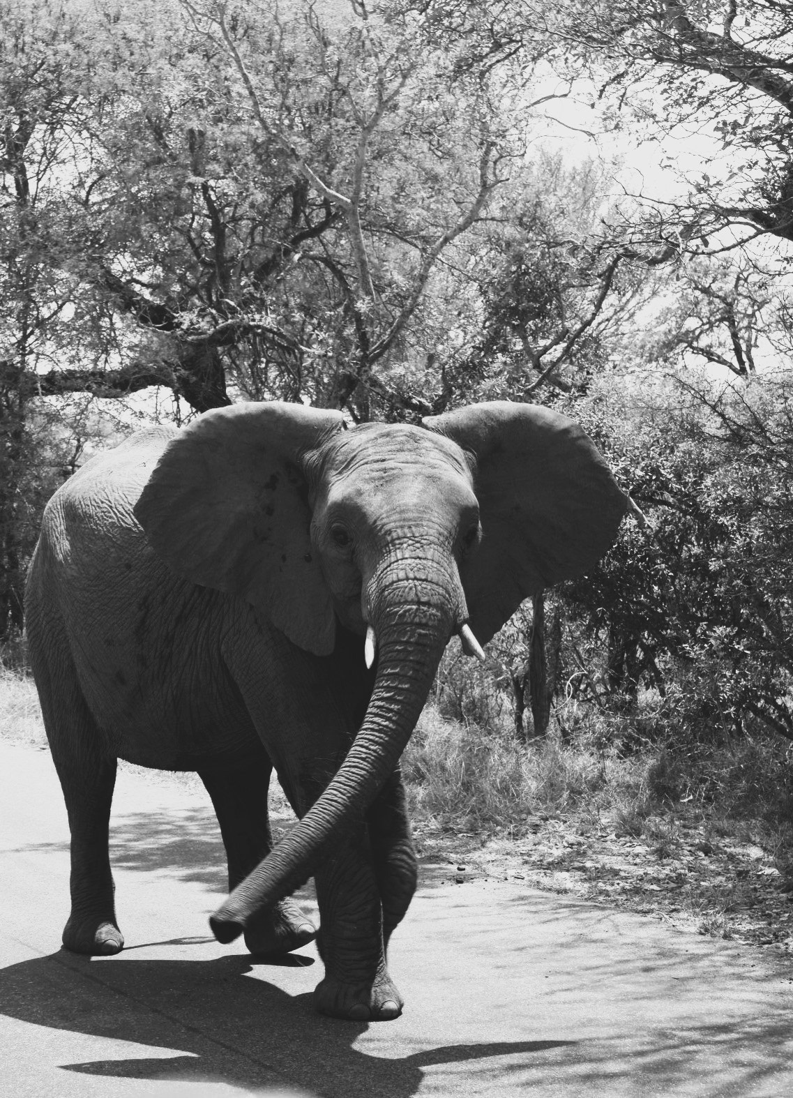 elephant animals Photography  kruger park africa