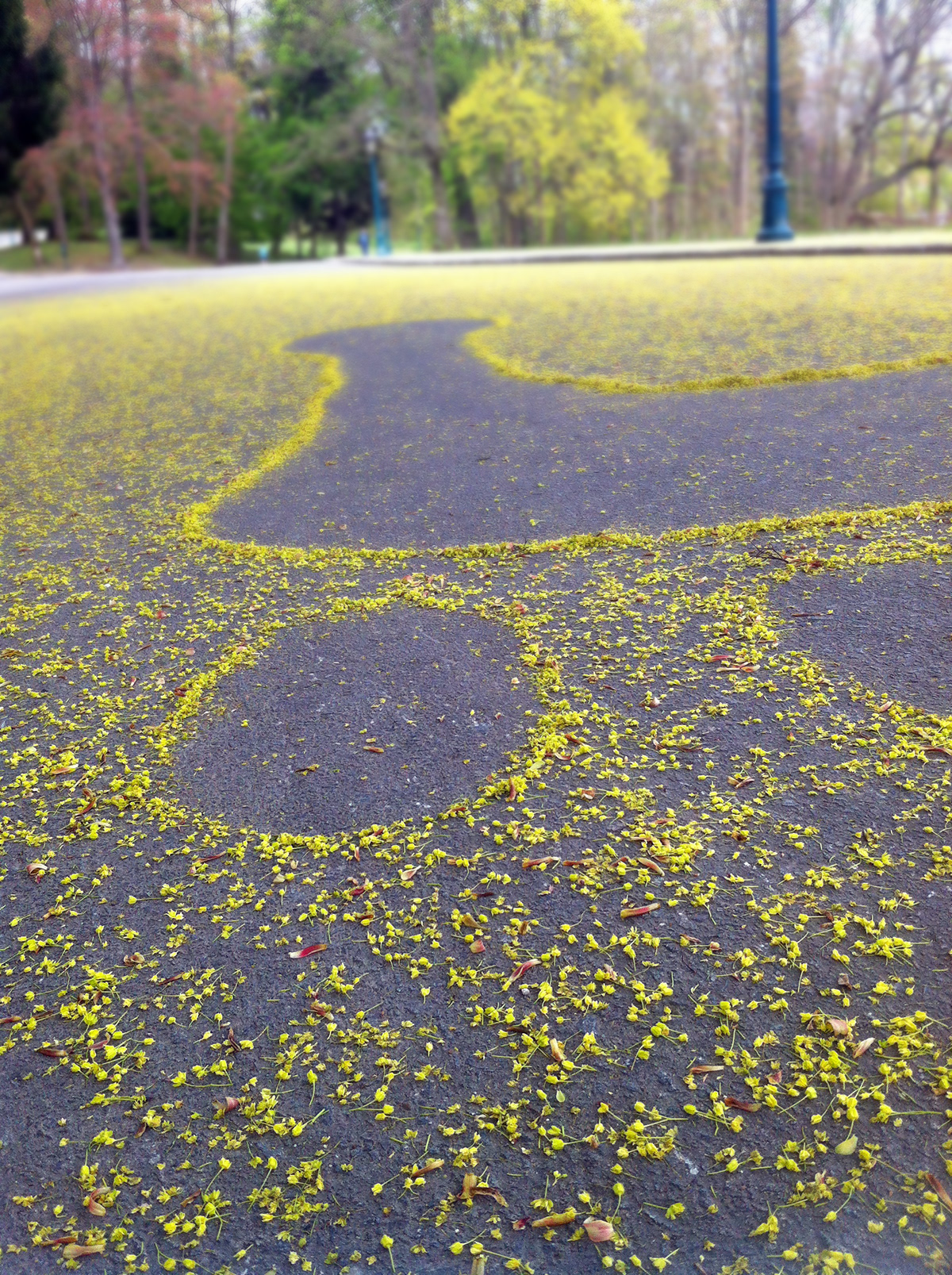 Street Park flower Tree  leaves footprint giant Outdoor spring Nature