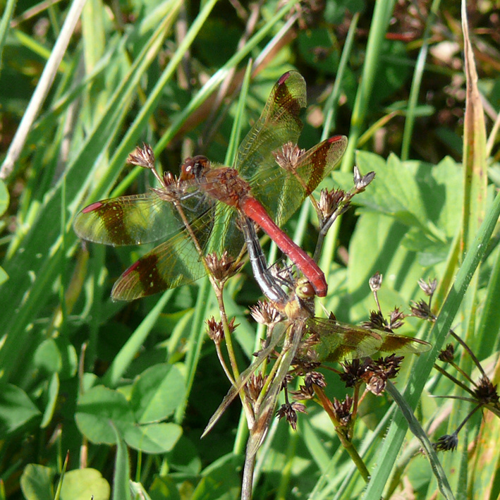 Nature dragonflies butterflies