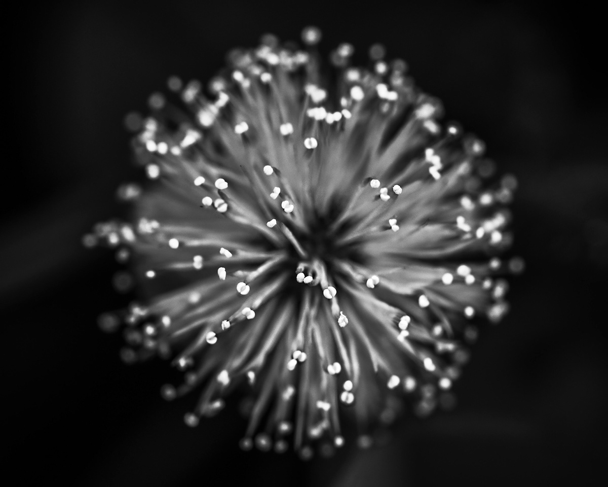 abstract black and white fine art flower Macro Photography Nature