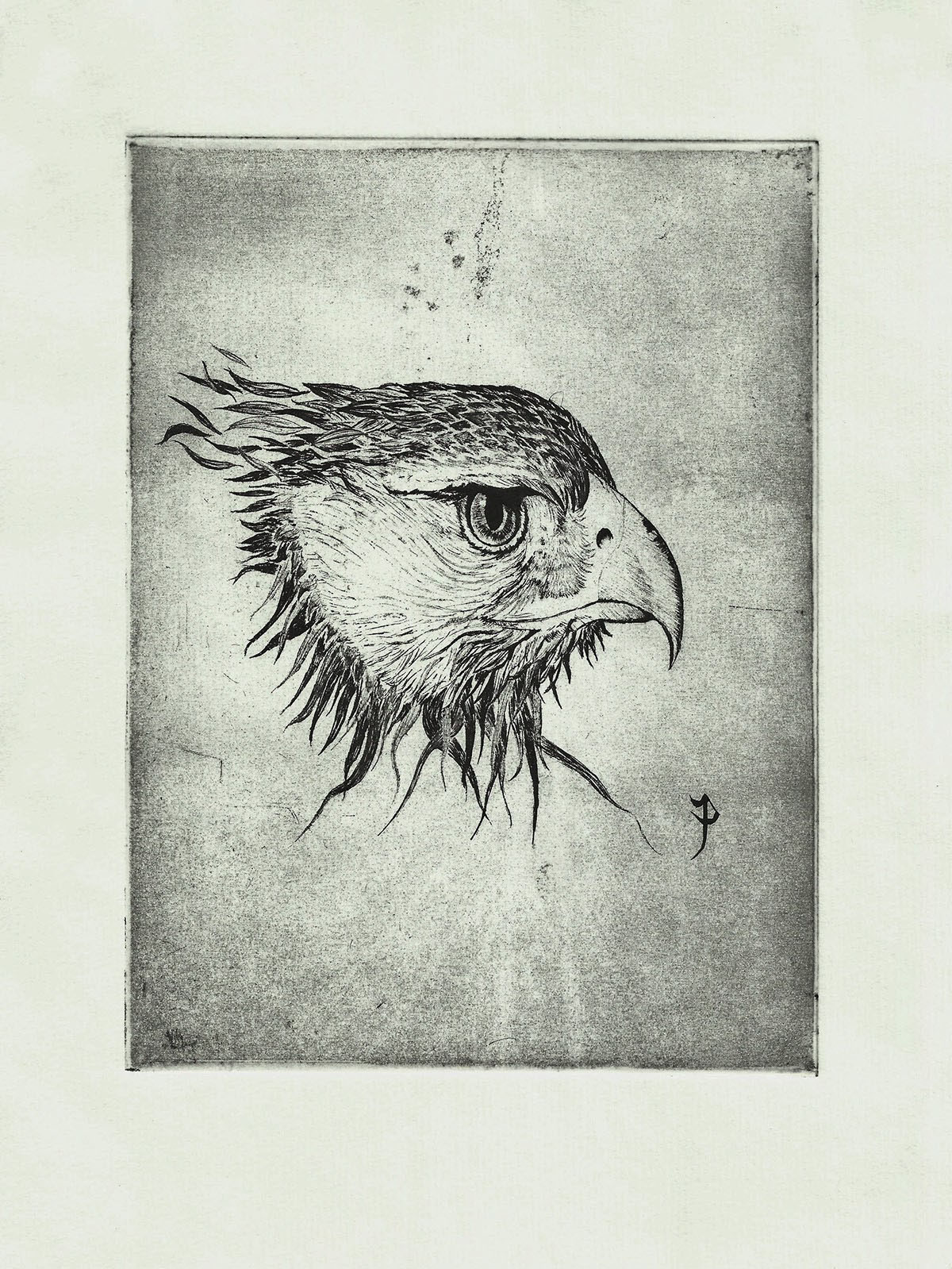 engraving draw Drawing  ink paper animal eagle etéreo