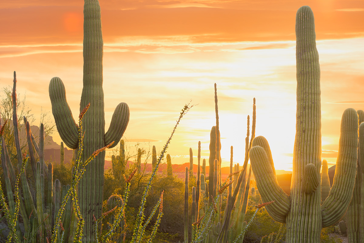 desert fantasy Landscape Nature photomanipulation psychedelic retouching  southwest sunset western