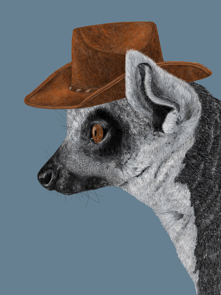 lemur madagascar cowboy stetson cowboy hat wild west western hand drawn wildlife Ring Tailed Lemur