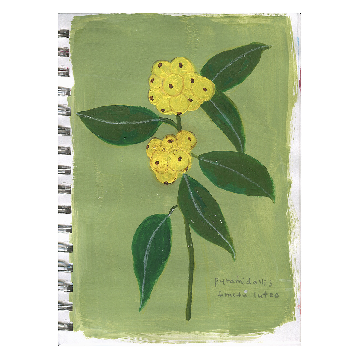 botanial illustrations Flowers sketchbook Drawing  painting   sketches