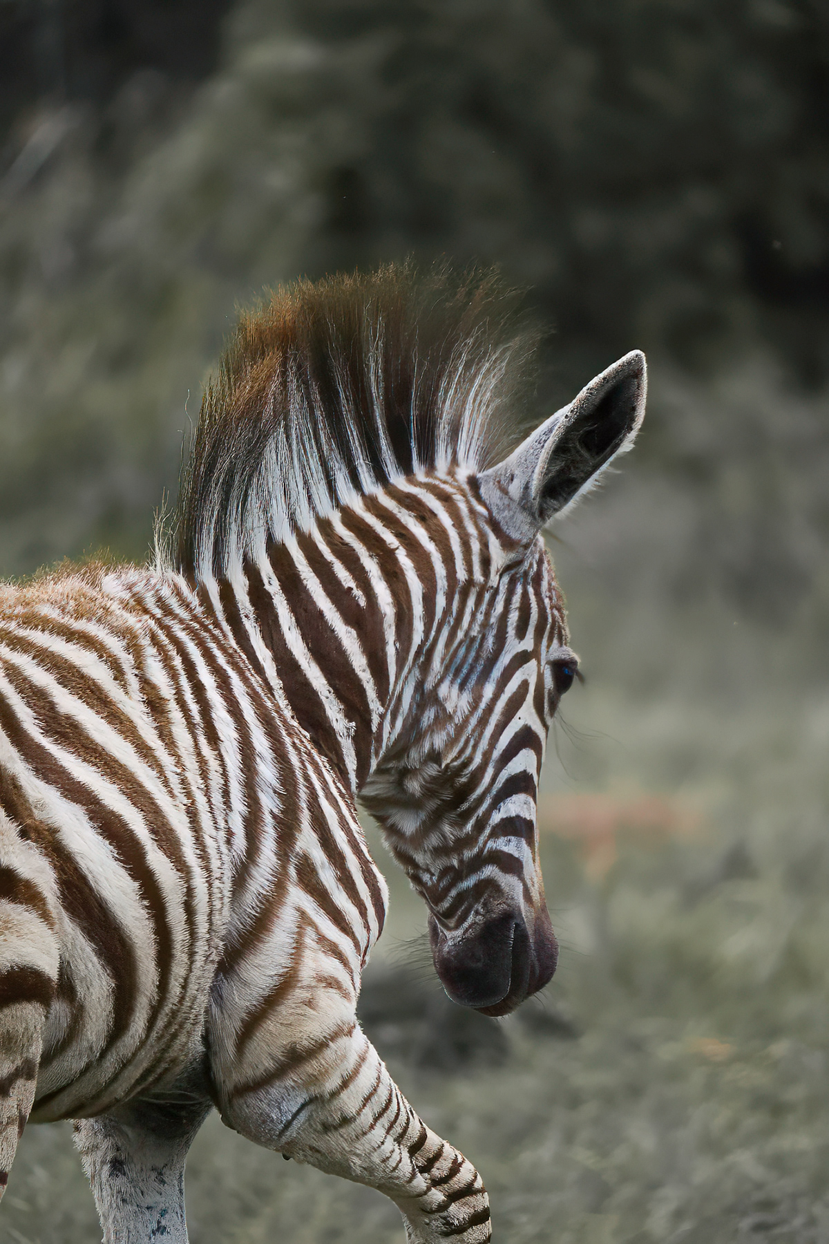 zebra africa Travel sonyalpha closeup portrait stripes Nature fine art photography Wildlife photography