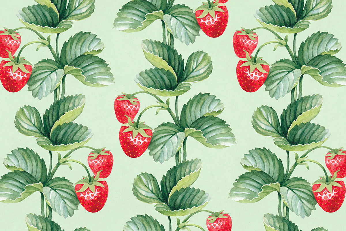 Collection Fruit strawberry berry botanical raspberry currant honeysuckle bush watercolor sea buckthorn Nature hand drawn pattern seamless