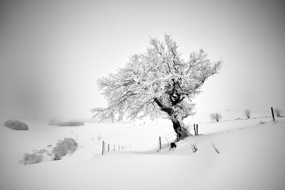 black and white black forest forest germany Landscape Minimalism monochrome Schwarzwald snow winter