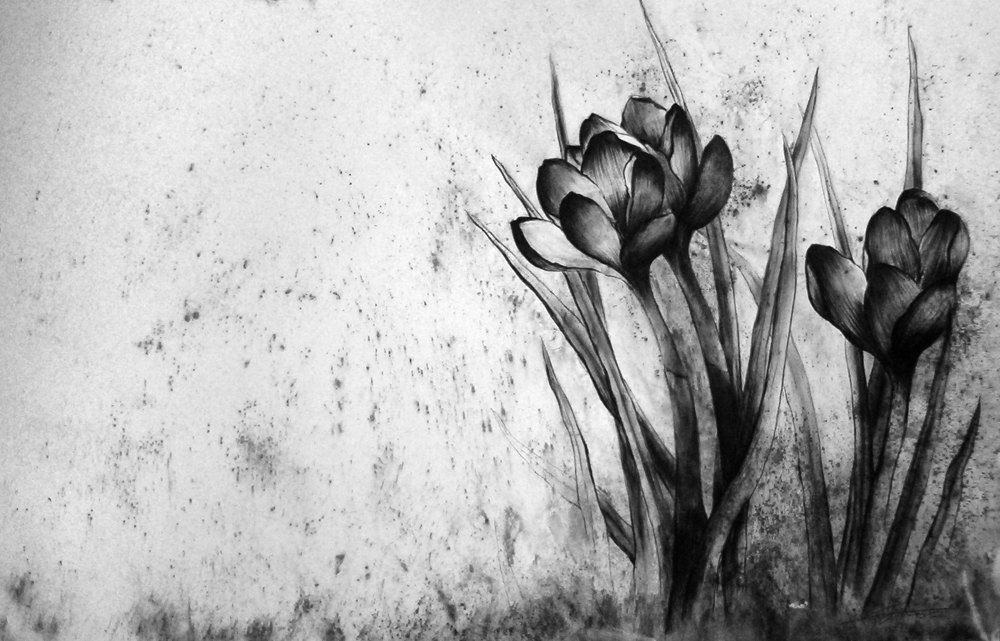 Nature plants crocus Plant botanical garden spring dirt black and white leaves Flowers horticulture bloom charcoal carbon