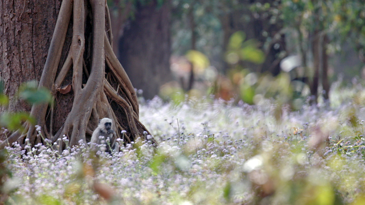 Adobe Portfolio documentaire Documentary  wildlife nepal asia