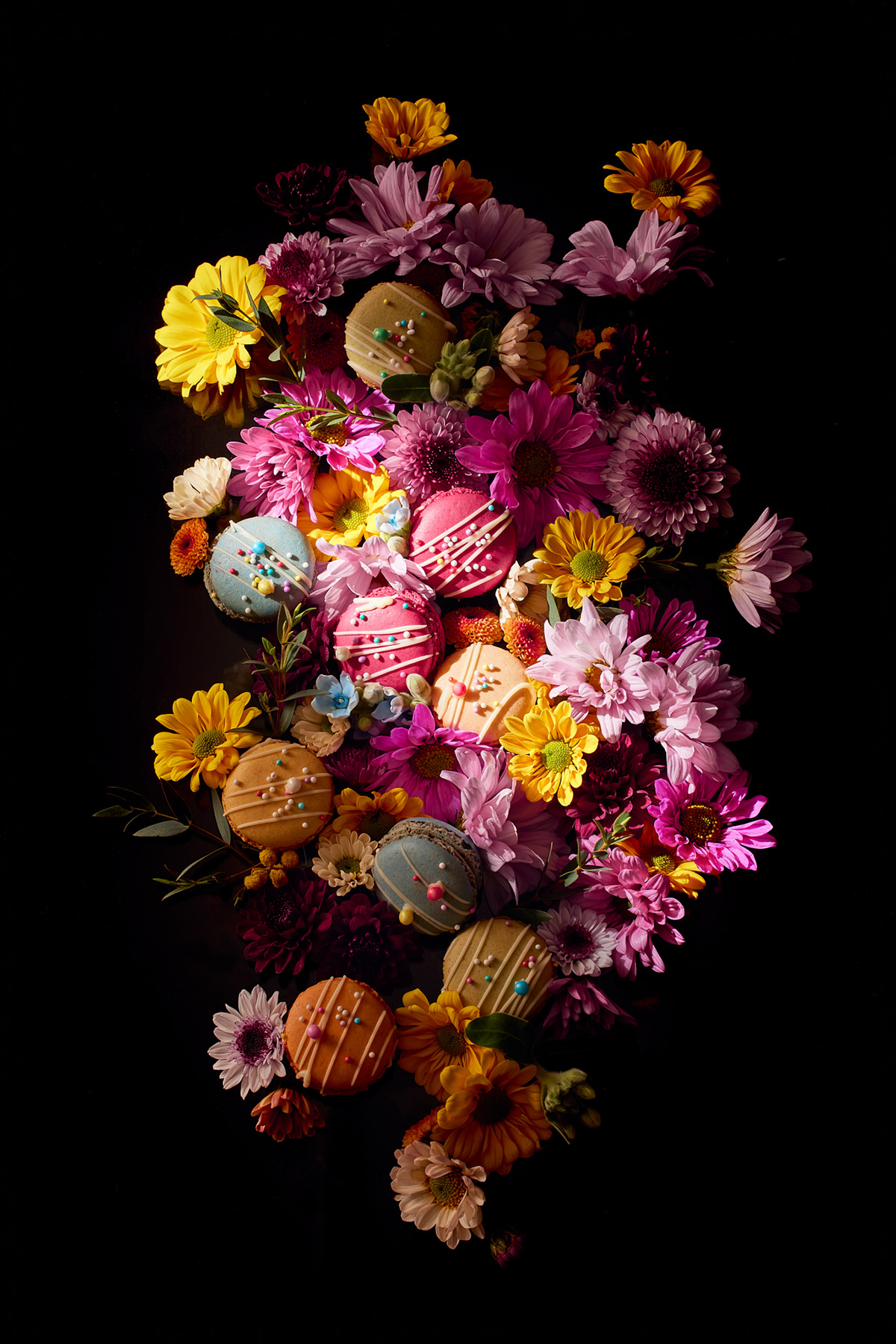artwork Chrysanthemum colorful dark flower lighting macaron Photography  pink powder
