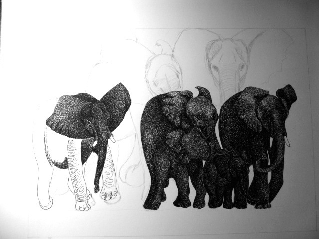 pachyderm elephants pen and ink