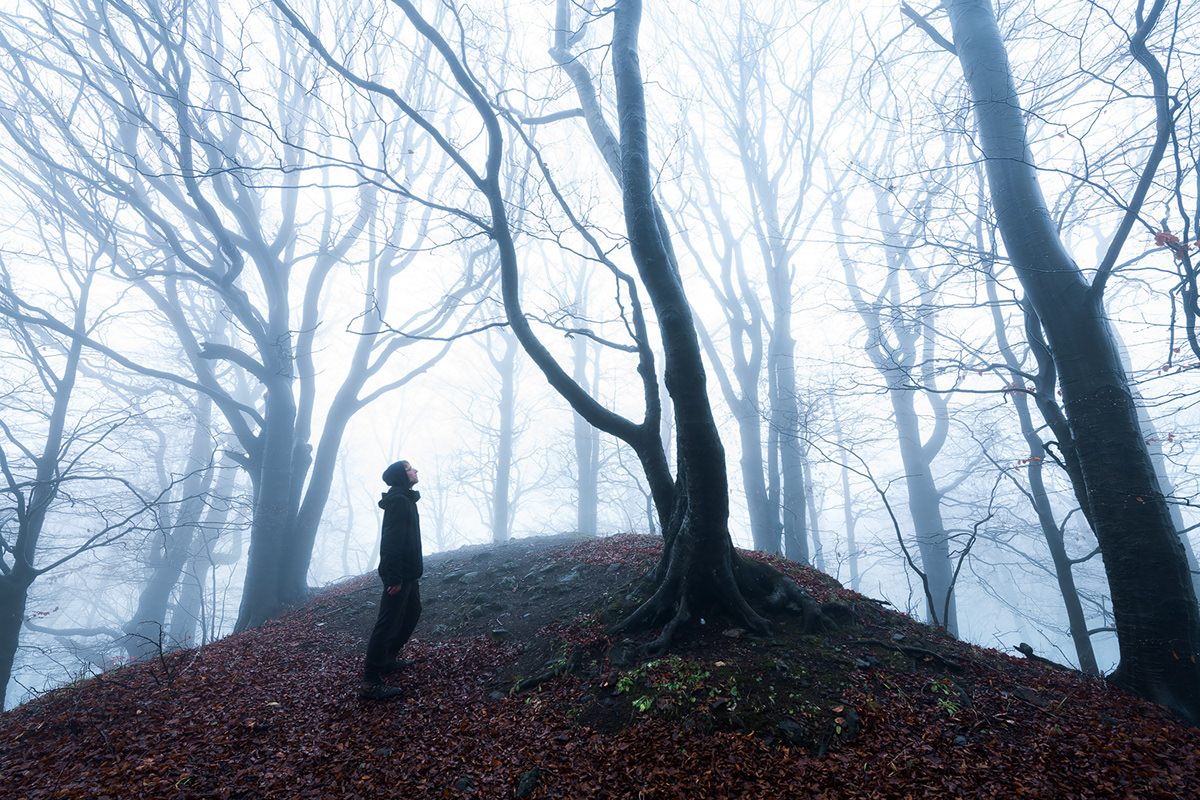 autumn birch Dreaming fairytale fog Grove mist path träume Treescape