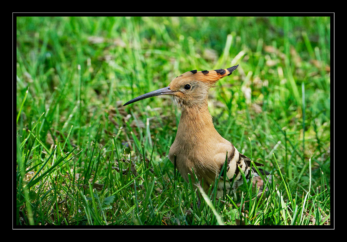 Huppes Huppes fasciées Isabelle Cros offrandes parades quercy animalier