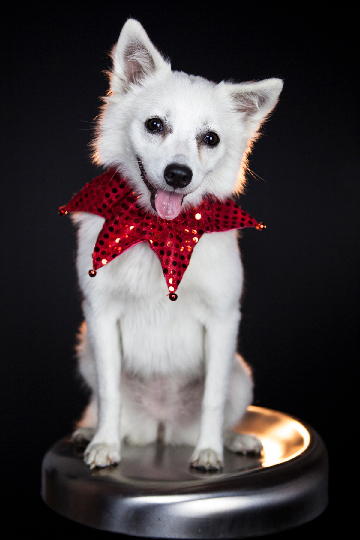 dogs puppies back lighting portraits Holiday pets animal