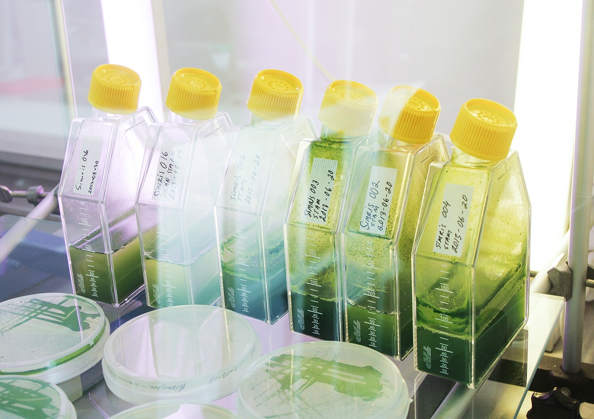 algae Sun sea stationary Script bottle waves healthcare Pouches