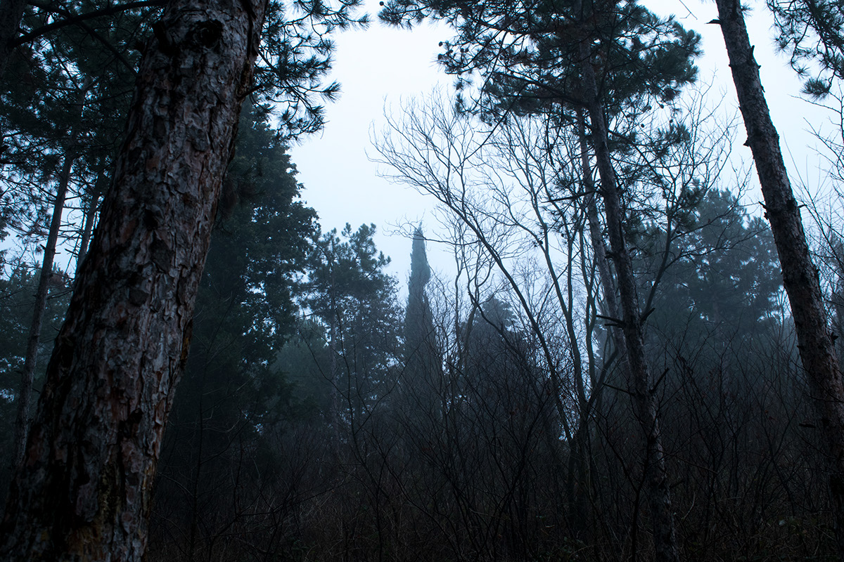 vromos chernomorets fog mist black sea forest
