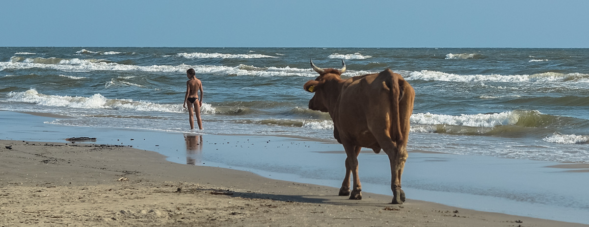 cow horse beach summer sand sea