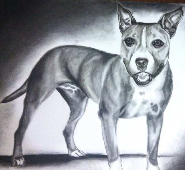 charcoal pencil Drawing  dog portrait