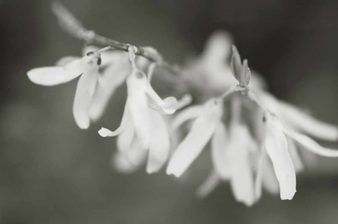 spring april Flowers Asuka Nara japan 明日香村 b&w black and white Nikon