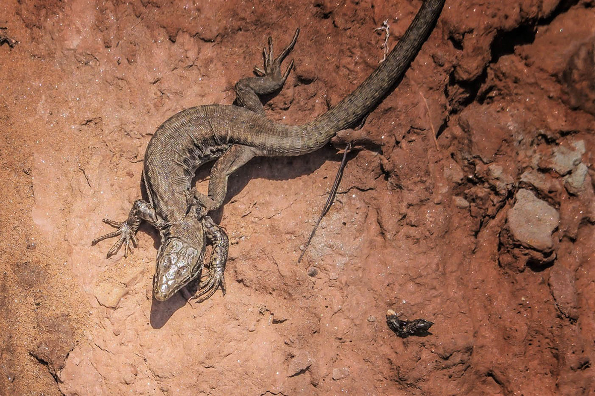 animals lizard natural Nature reptile Photography  lightroom