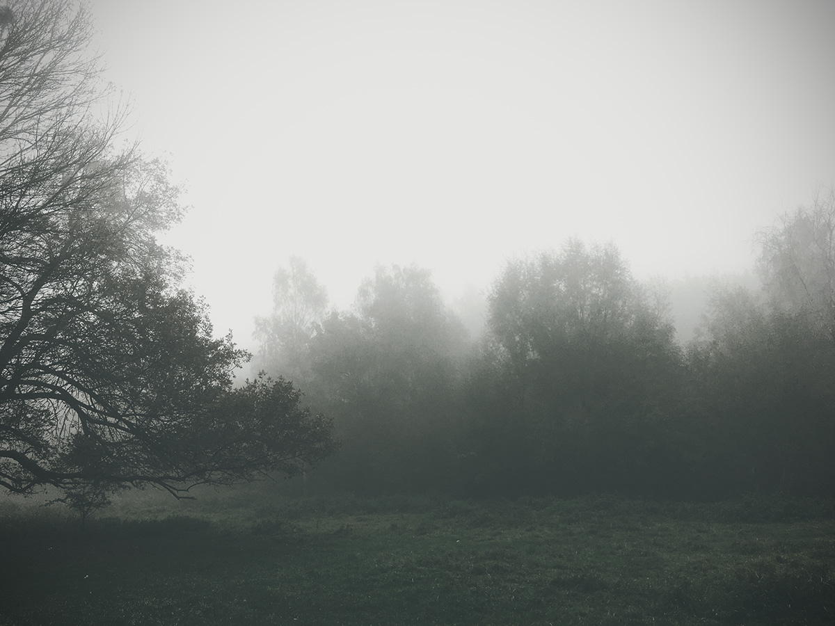 fog forest MORNING autumn Fall atmospheric Nature Lviv ukraine
