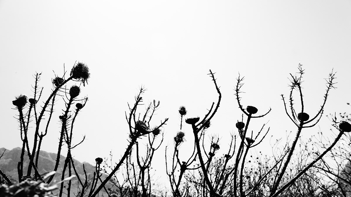 cape town Nature outdoors black and white