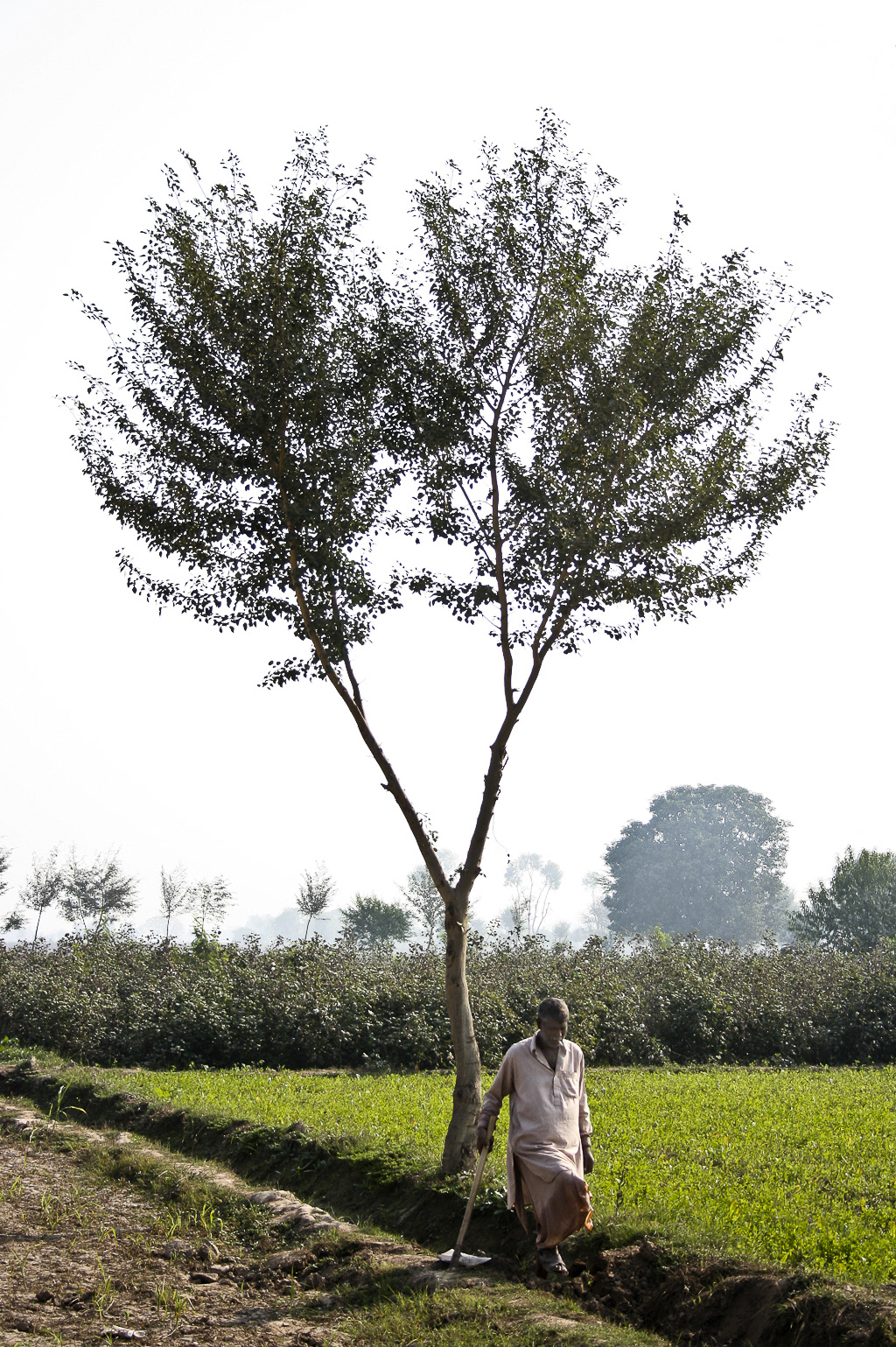 farm  pakistan  land Work  vectors road culture cotton Hoe trees