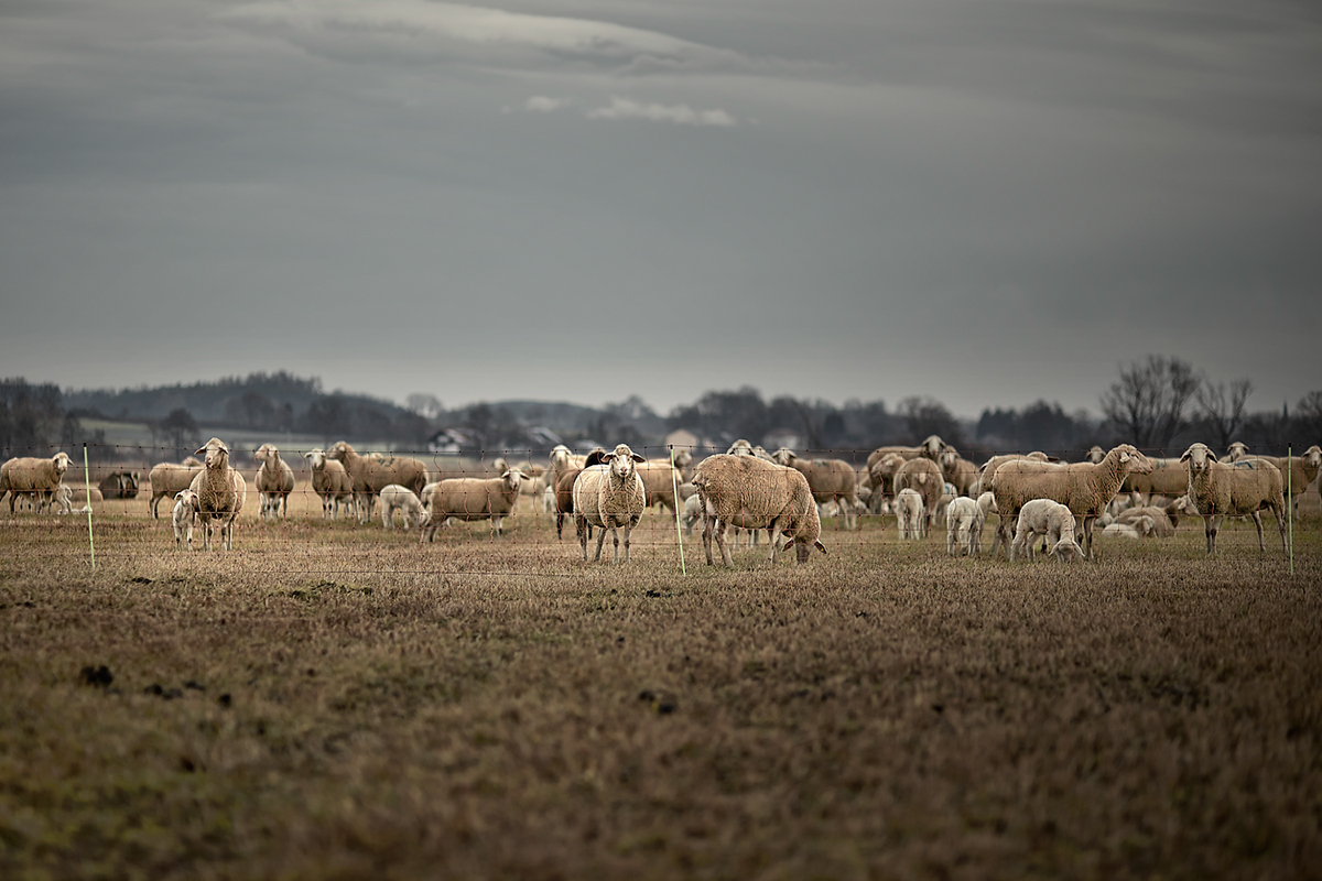 animal Landscape Nature sheep lamb flock Herd jörg marx