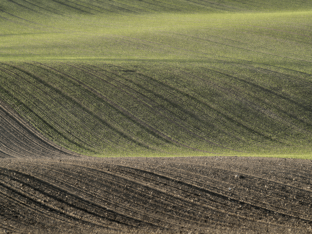 field texture lines rhythm Nature Landscape color