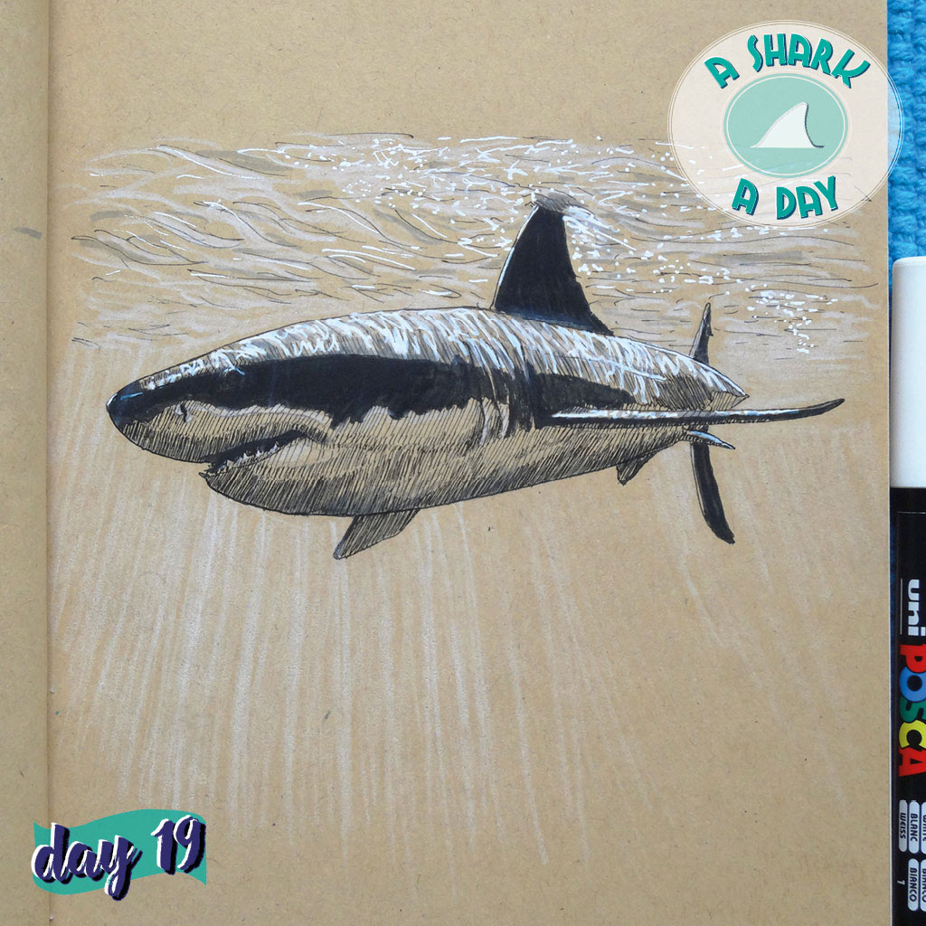 shark sharks ILLUSTRATION  book Drawing  Ocean sea Nature diving blue
