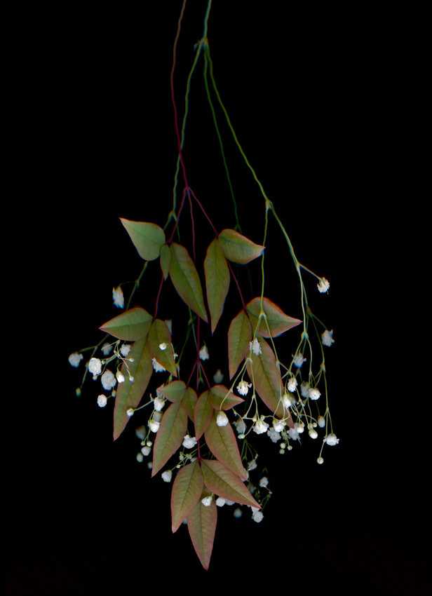 Nature Technology glitch art binarium scanner plants digital images minimal