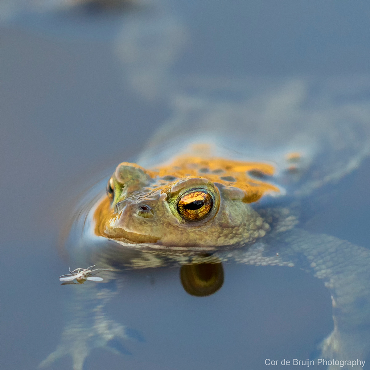 Alblasserwaard frog Netherlands water wildlife