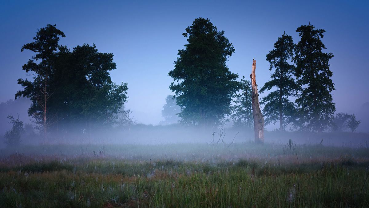 fog Landscape MORNING Nature poland rzeka Tree  warta