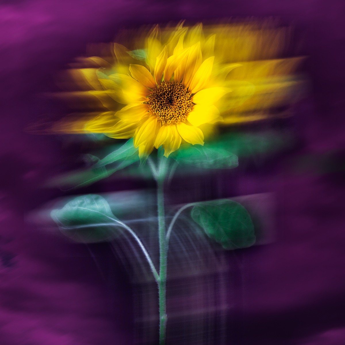 Flowers Motion blur