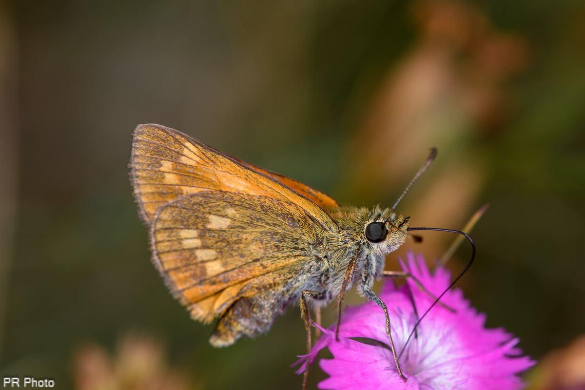 papallona Ochlodes sylvanus macro Insects arthropods butterfly biodiversity