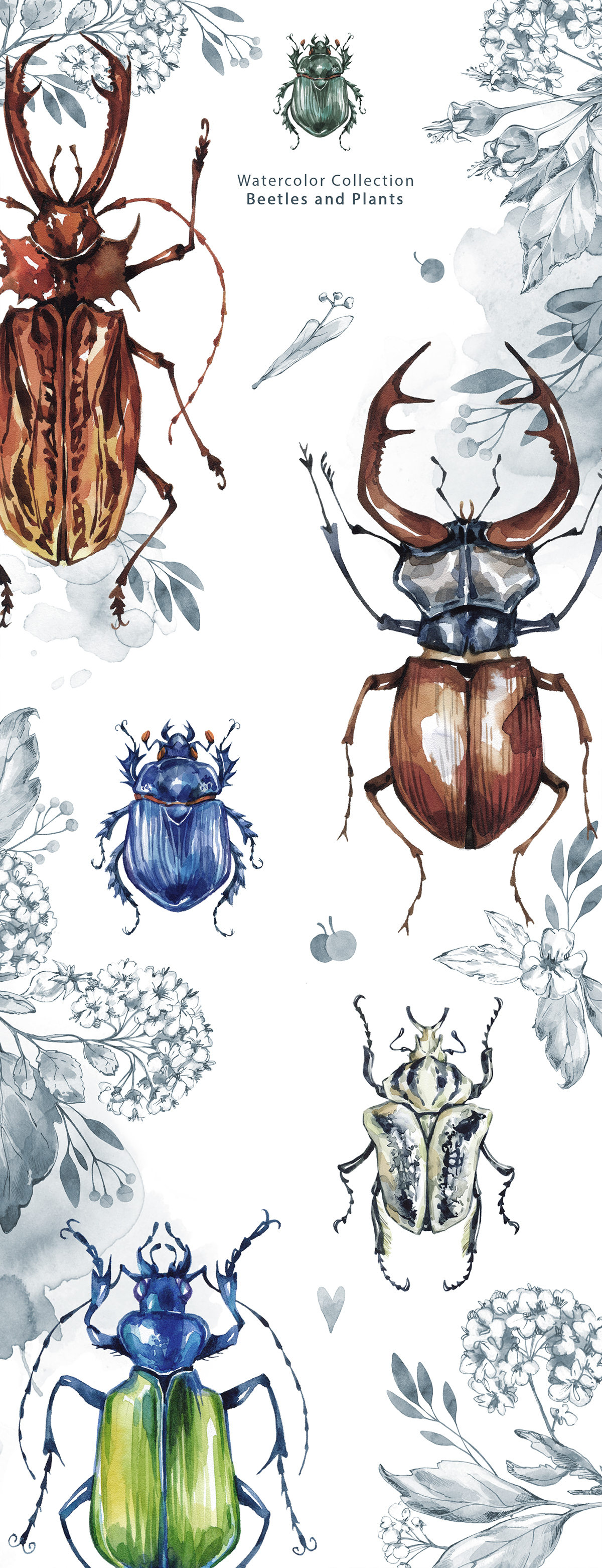 beetles watercolor ILLUSTRATION  plants floral vintage Insects Flowers