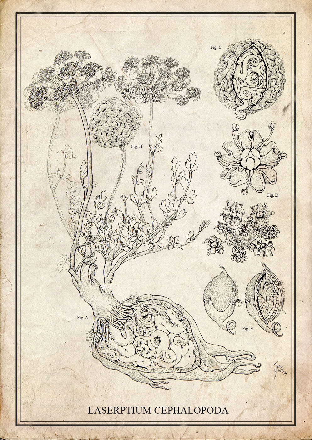 botany ernst haeckel strange draw botanical drawing Plant poulpe creature