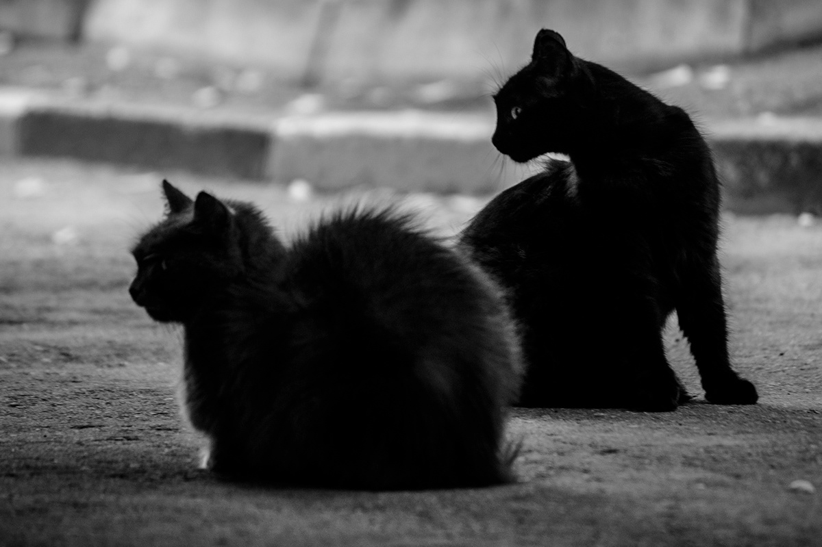 bw blackandwhite Black&white cats Street_bw bw_photo photo_bw bw_photography Russia Bw_street Street