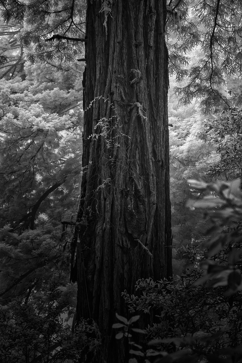redwoods trees fog mist leaves light black and white infrared IR