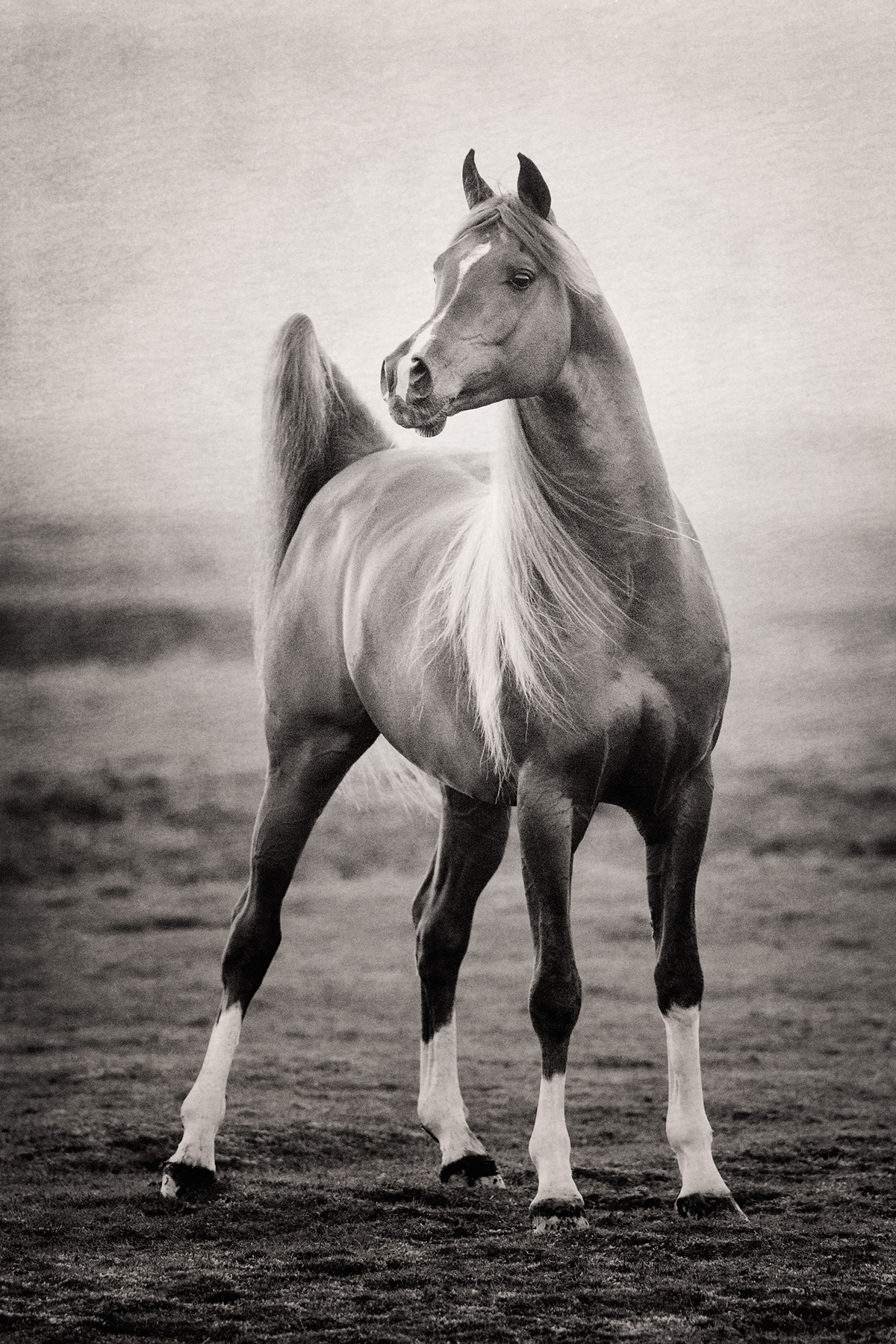 arabian horses bashir al shaqab horses horse arabian horse Black&white