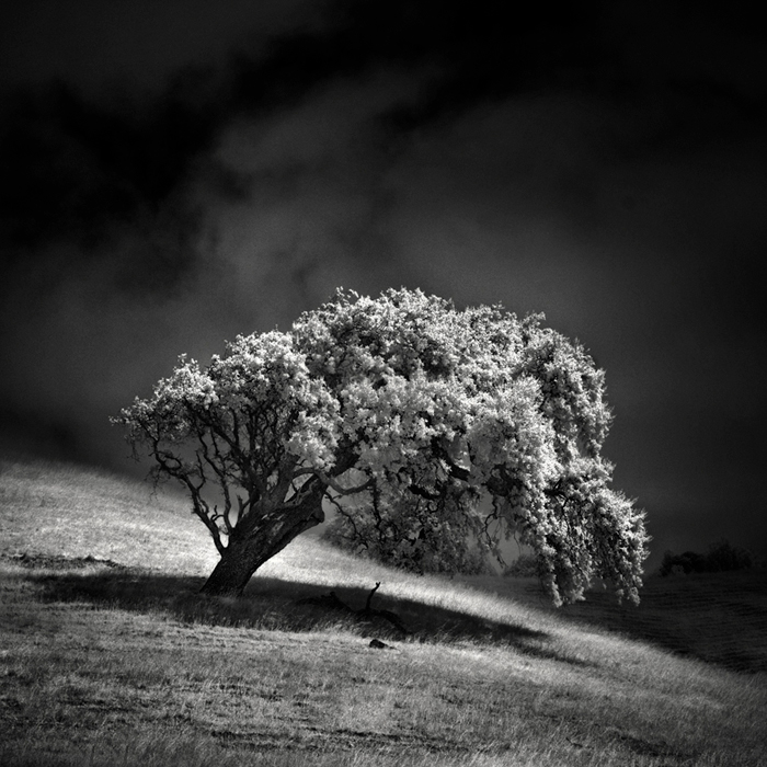 infrared black and white lone tree oak Landscape nlwirth clouds light