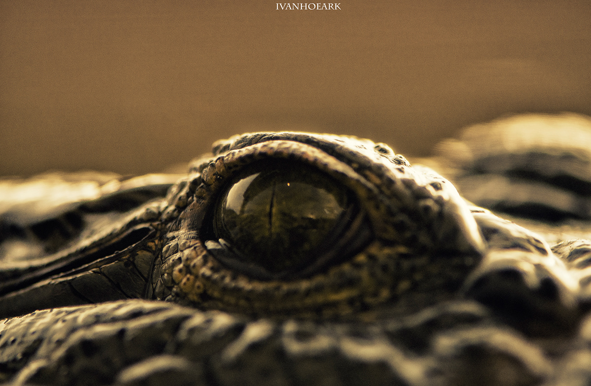 Photography  digital macro reptiles
