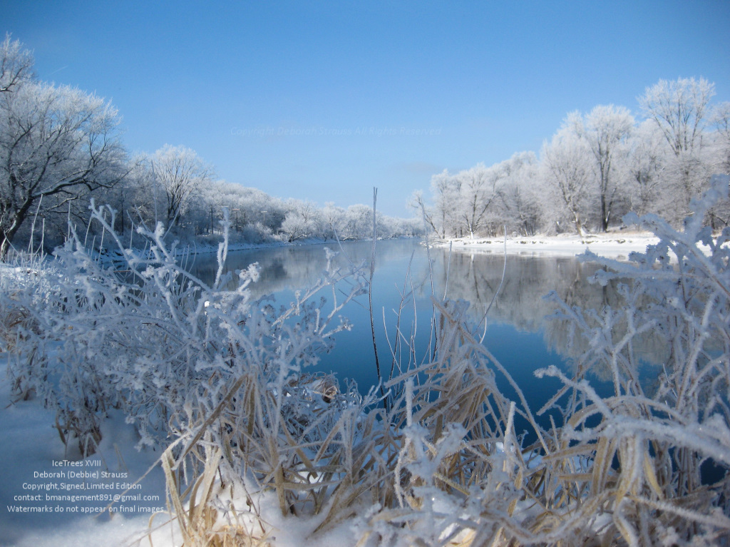 deborah y. strauss Photography  digital photography  Nature nature photography trees snow ice winter