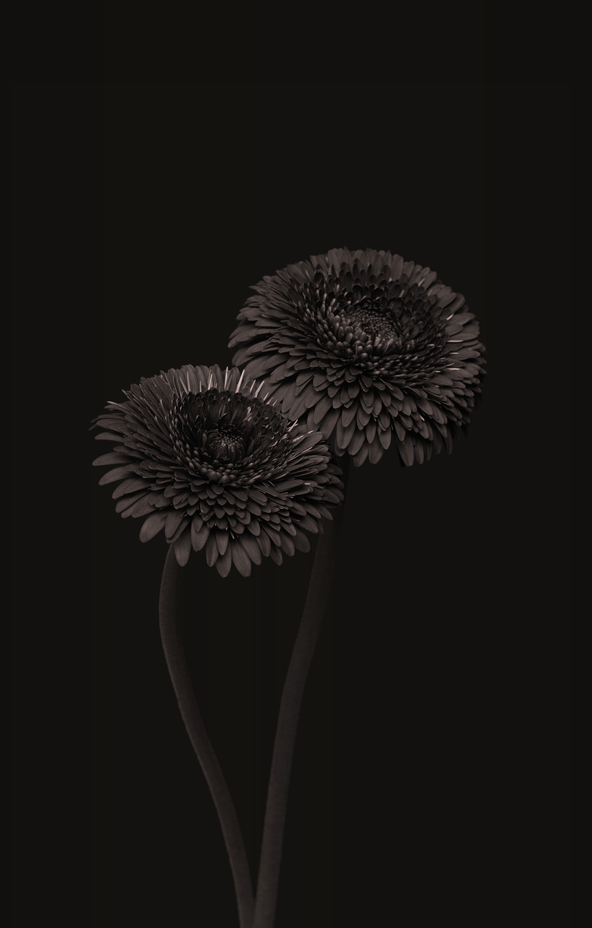 Flowers dark chocolate blossoms gerbera Chrysanthemum alium