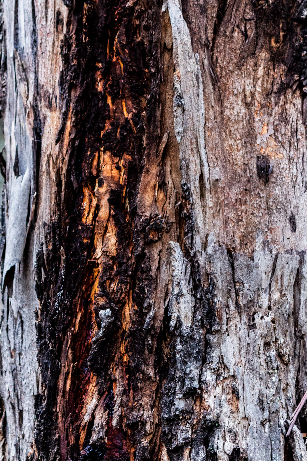 texture Nature Tree  bush bushland natural bark abstract