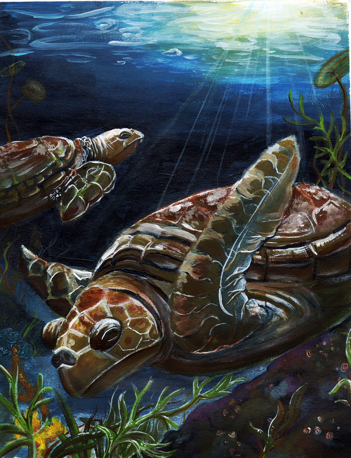 green sea turtles Turtles  Sea Turtles underwater acrylic endangered species