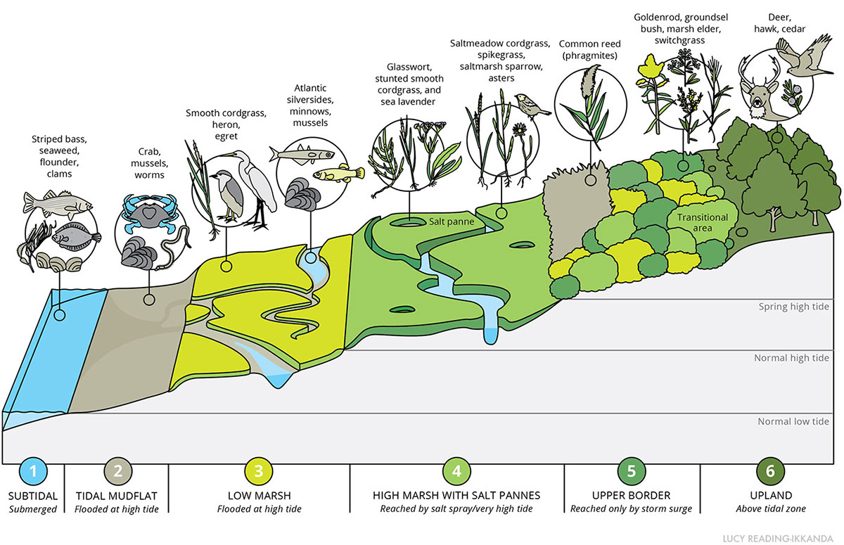 Salt marsh infographic cutaway vector critters water long island Long Island Sound